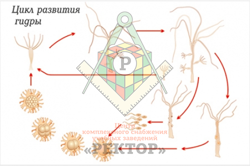 Кракен онион ссылки